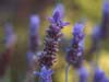 Lavender Bract
